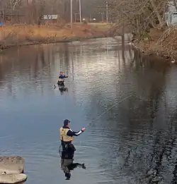 Two men in waders casting long fishing poles with yellow-colored line in flat water on a bend of a river, seen from slightly above the water.