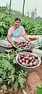 Freshly harvested Vellore Spiny Brinjals