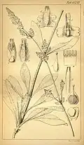 Botanical illustration (1840)