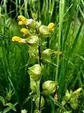 Yellow rattle, Rhinanthus minor, in anthill meadow