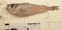 A specimen of G. thori, a small, silvery pink fish approximately 12cm long. The eye is very large and has a silver iris. The mouth is also quite large and opens vertically. Most of the scales are missing but there are remnants of silver skin o the flank and around the branchiostegal rays.
