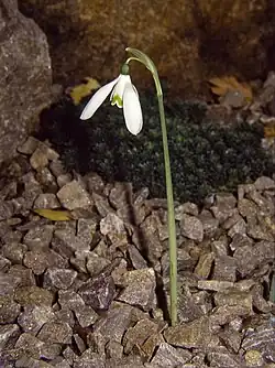 Flowering in autumn without leaves (in cultivation)