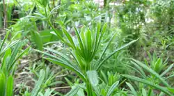 Galium aparine pre-fruiting development, from North America.