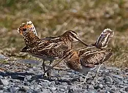 Two common snipe standing next to each other