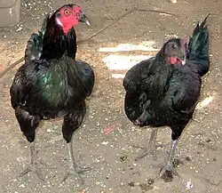 Cockfight in Lima, Peru