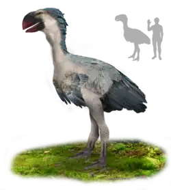 A big bird with blue-gray feathers, a white underbelly, and a large, parrot-like, red beak