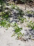 Growing in deep, white sands