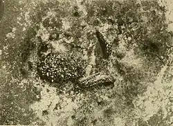 Two slugs on the surface of a rock, which is dappled with various lichens including one spotted lichen not much larger than the slugs and somewhat similar in shape.