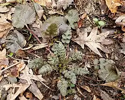 The plant during dormancy