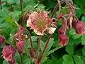 Water avens.