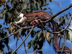Black giant squirrel, Nameri National Park
