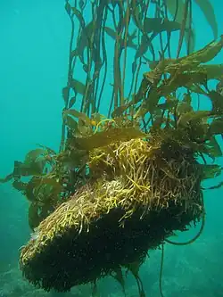 Macrocystis pyrifera, the giant kelp