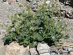 "Aliciella latifolia" in Furnace Creek Wash, Death Valley, California