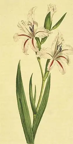 Waved-flowered Gladiolus (Gladiolus undulatus) from Curtis's Botanical Magazine 1801