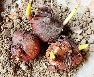 Gladiolus corms, Kolkata, West Bengal, India