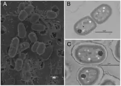 Scanning electron micrograph of Gloebacter kilaueensis JS1T cells grown in modified BG-11 liquid medium