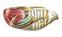 Pupa