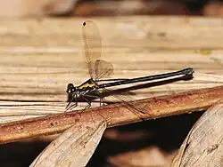 female, Mt. Glorius, Queensland, Australia