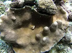 types of Corals in St. Brandon - Favia_stelligera