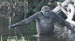 Photo of a gorilla walking hip-deep in a pond, holding a stick