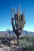 "Grand-daddy", the largest saguaro ever recorded, died in the early 1990s