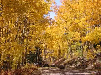Aspen in autumn color change on the Grand Mesa National Scenic Byway