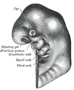 Schematic of developing human embryo with first (mandibular), second (hyoid), pharyngeal arches and third arches labelled