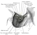 Dissection showing origins of right ocular muscles, and nerves entering by the superior orbital fissure