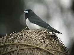 Great woodswallow (Artamus maximus)