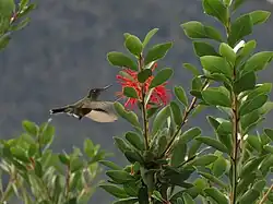 Feeding from native Chilean firebush