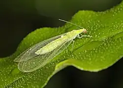 Chrysoperla rufilabris (Chrysopini)