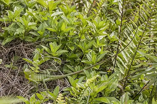 juvenile male, non-breeding showing length of tail