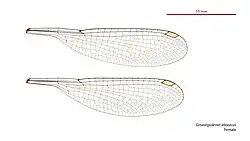 Female wings