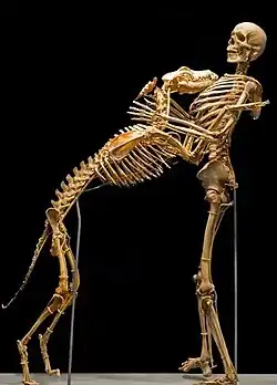 The skeleton of an Irish Wolfhound compared to that of a human (Grover Krantz)