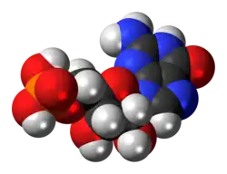 Space-filling model of guanosine monophosphate