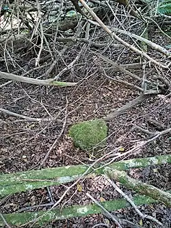 Gunters Stone, a possibly 14th century marker between Hampshire and Sussex, England, in Southleigh Forest near Havant.