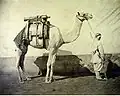 Camel transporting artillery, Egypt (1866)