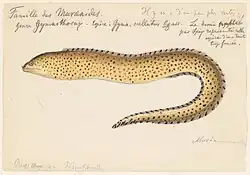 A watercolor painting of gymnothorax ocellatus from Louis Agassiz's 1856 expedition to Brazil.
