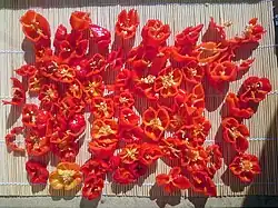 Habaneros sun-drying