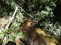 Photograph of a small stream with a sandy ground and some leave litter, overgrown by dense vegetation; small fish can be seen in the stream when zooming into the image