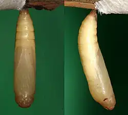 Chrysalis