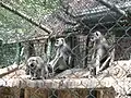 Hanuman Langurs
