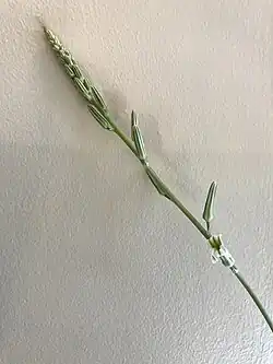 Raceme starting to open - showing one flower