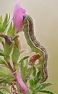 Caterpillar