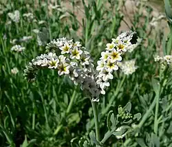 Variety obovatum has flowers 5–10&nbsp;mm wide, with yellow or slightly purple-tinged throats (Moapa Valley, Nevada)