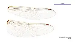 Male wings