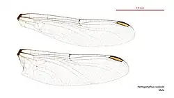 Male wings