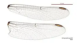 Male wings
