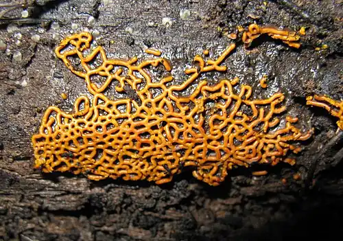 Plasmodiocarp of Hemitrichia serpula (Trichiales)