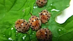 Henosepilachna septima